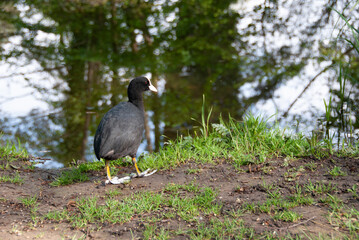 blässhuhn auf dem wiese