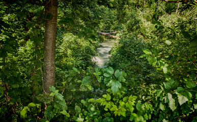 Isarauen National Park of the Isar river near Munich, Bavaria, Germany. An idyllic oasis of luxuriant woodland, paradise for hiking and for a bike ride