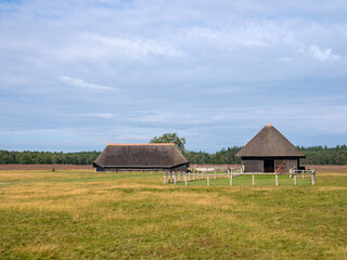 Fototapeta na wymiar Sheepfold on the Renderklippen bij Heerde, Gelderland Province, The Netherlands