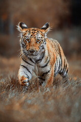 Fototapeta na wymiar Siberian tiger (Panthera tigris altaica) detail portrait