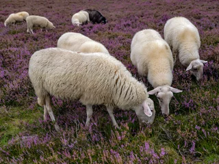 Foto op Plexiglas Sheep flock on the Renderklippen bij Heerde, Gelderland Province, The Netherlands © Holland-PhotostockNL