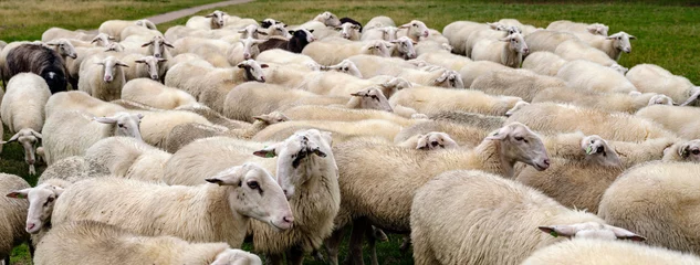 Fototapeten Sheep flock on the Renderklippen bij Heerde, Gelderland Province, The Netherlands © Holland-PhotostockNL