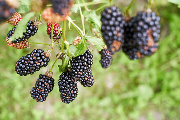 Many ripe organic blackberries growing on a bush in a summer garden