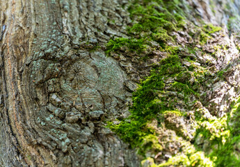 There is green moss on the tree, vertically, large