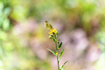 White butterfly on a yellow flower, sideways, green background, blur