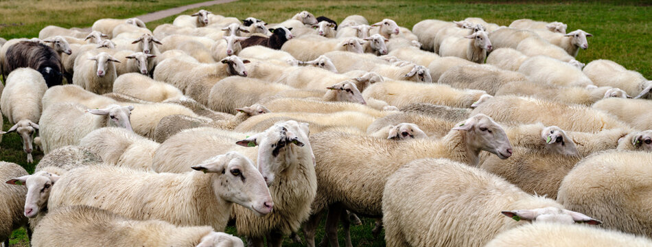 Sheep flock on the Renderklippen bij Heerde, Gelderland Province, The Netherlands