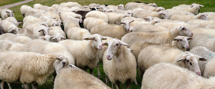 Sheep flock on the Renderklippen bij Heerde, Gelderland Province, The Netherlands