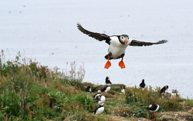 puffin in flight 