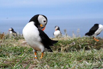 puffin 