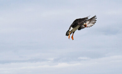 puffin in flight
