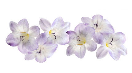 Obraz premium Purple freesia flowers in a line floral arrangement isolated