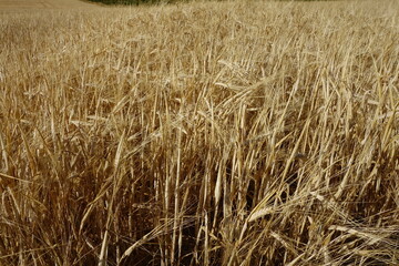 field of wheat