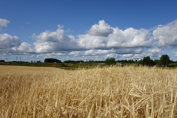 field of wheat