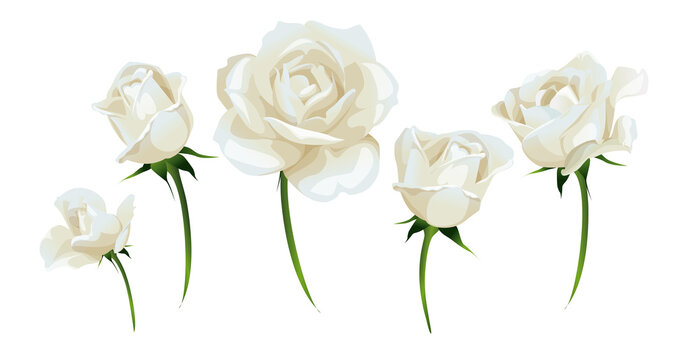 White roses and rosebud side-view isolated on white vector illustration. Naturalistic white flower set in vector.