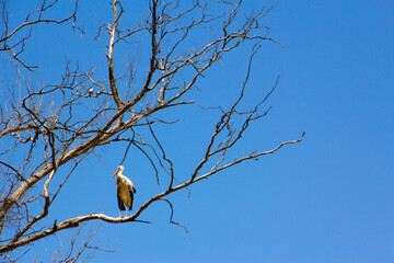Stork perched on a tree branch over blue sky.