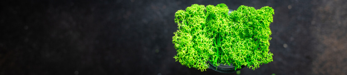 green moss decorative for decoration interior living vegetation indoor plant copy space rustic...