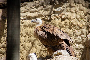 Griffon vulture in profile on rock.