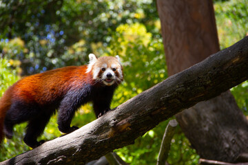 Obraz premium Smiling red panda passing by tree branch.