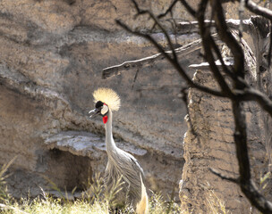 Crane crowned with reddish colors on a sunny day.