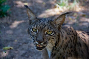 Young Iberian lynx lying on the ground. Selective focus. - obrazy, fototapety, plakaty
