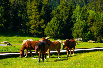Naklejka premium Band of horses eating grass in a sunny day in a green and natural landscape.