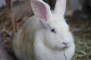 white rabbit on a farm