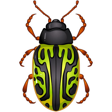 Vector illustration with insect beetle. Set isolated on white background. Calligrapha serpentina bug