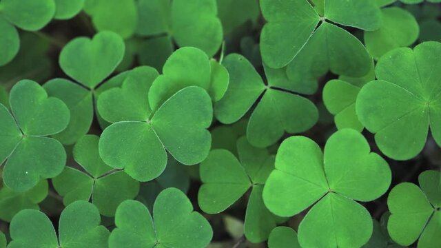 Green clover leaves close up