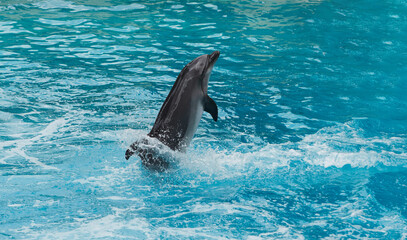 Obraz premium Beluga whales in the aquarium, in nature