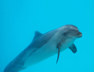 Fototapeta premium Beluga whales in the aquarium, in nature