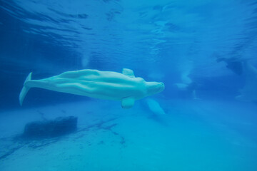 Fototapeta premium Beluga whales in the aquarium, in nature