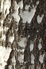 bark of a tree vertical