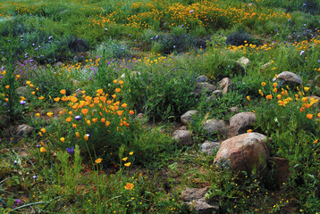 California poppy field wild flowers & rocks