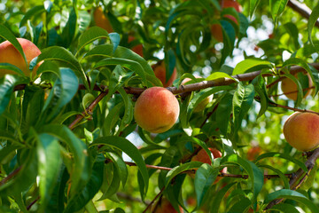 fresh peaches from the garden