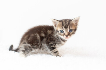 Fototapeta premium tabby kitten sitting on white background