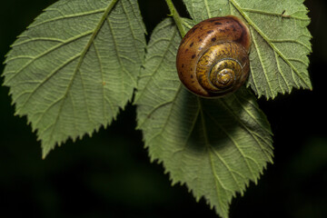 kleine Schnecke auf einem Blatt