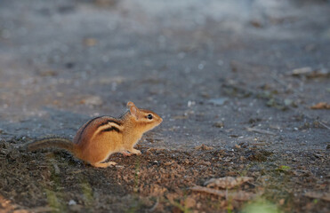 Cute red squirrel with long pointed ears in spring time . Wildlife in spring forest. Sciurus vulgaris.