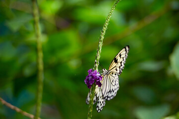 Beautiful butterfly on golden field meadow grass, natural rustic landscape. pastoral artistic image. summer or autumn season. copy space