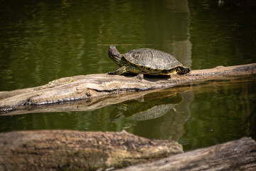 Obraz premium Photo by: Tyminski Kamil