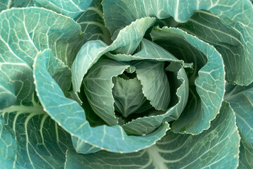 Top view of a head of white cabbage close-up. Gardening.