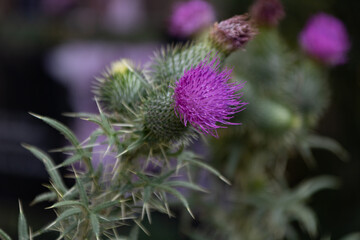 Distel