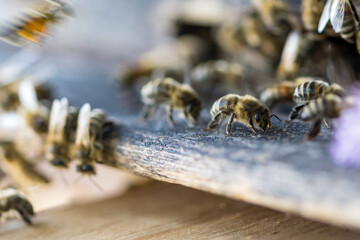 Bees flying to beehive, close up view of bees and beehive. Apiculture concept 