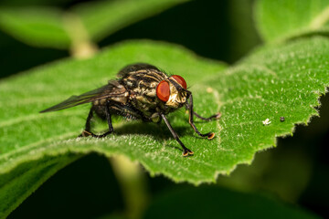 Fliege auf Blatt