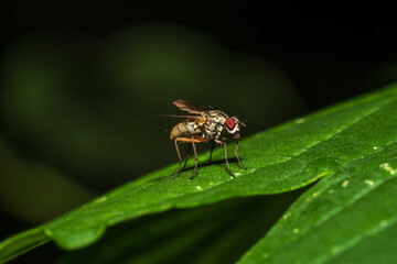 Fliege auf Blatt