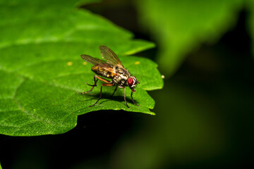 Fliege auf Blatt