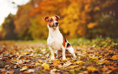 Small Jack Russell terrier sitting on meadow with yellow orange leaves in autumn, blurred trees background