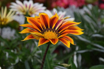 orange dahlia flower