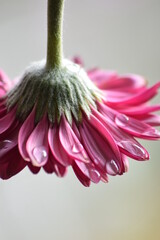 pink gerber daisy