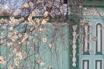 Flowers in front of a wooden house exterior against a sky by spring day