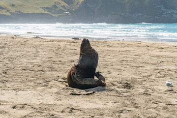 Sea Lion on New Zealand Beach